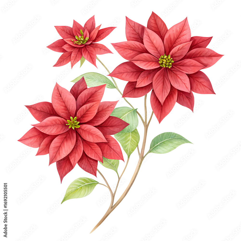 Obraz premium Red poinsettia flowers isolated on transparent background