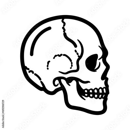 Skull side view with transparent background