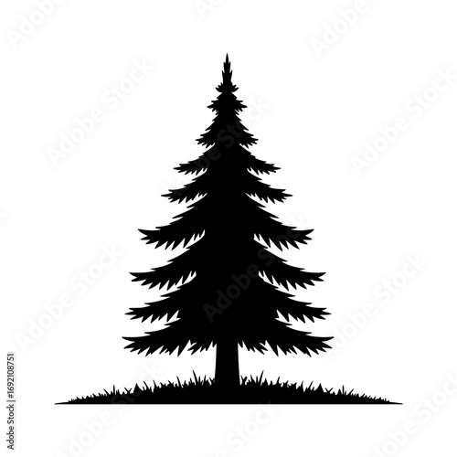 Tall pine tree silhouette with transparent background