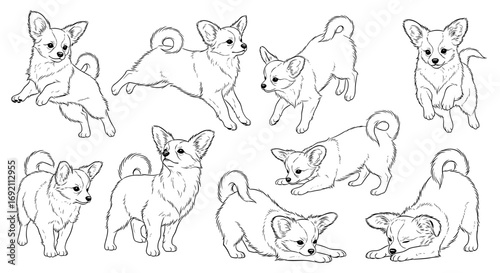 Nine Papillon dogs in various playful poses showcasing their energetic personality