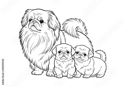 Family of Pekingese dogs including one adult and two puppies in cheerful poses