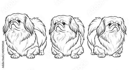 Three Pekingese dogs in sitting positions displaying adorable expressions in a row
