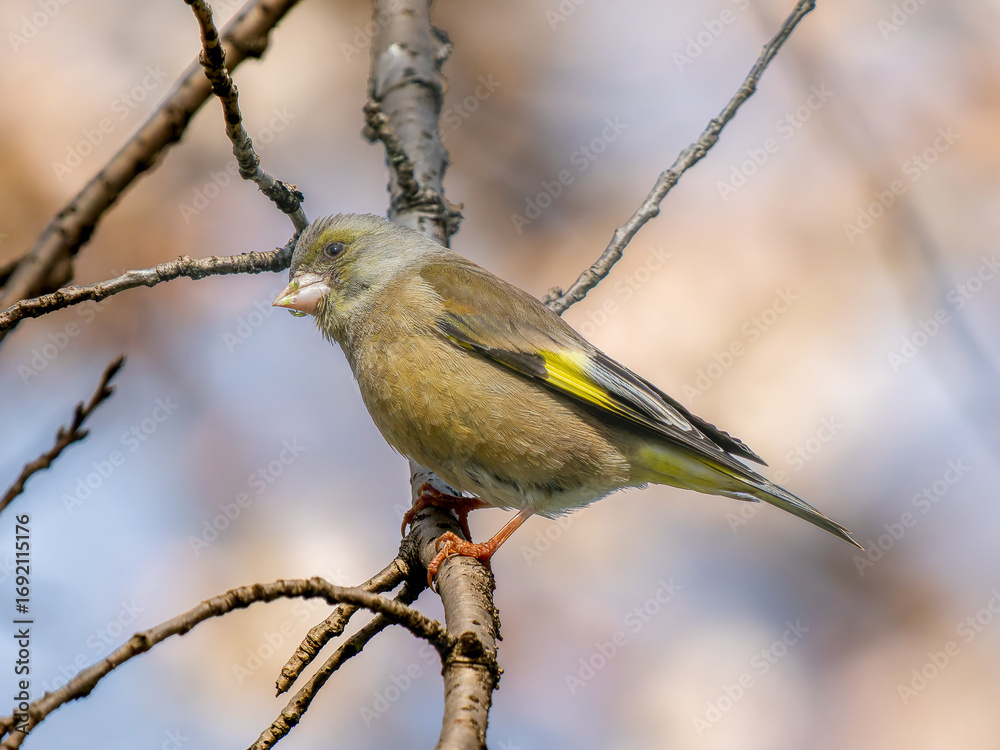 Fototapeta premium 枝にとまるカワラヒワ