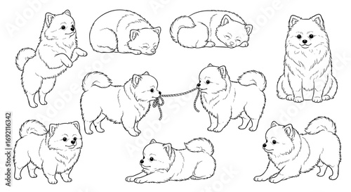 Cute Pomeranian puppies in various playful poses