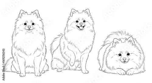 Minimalist Pomeranian dog sketches in different poses
