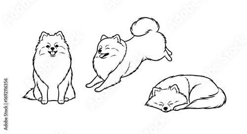 Minimalist Pomeranian dog illustrations in various poses