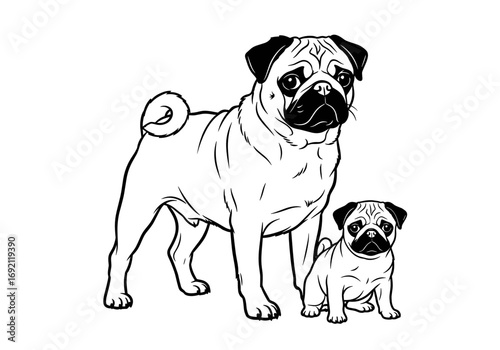 Adult pug dog standing next to a puppy for companionship illustration