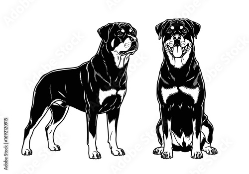 Illustration of two Rottweiler dogs, one standing and one sitting, showcasing breed characteristics, copy space