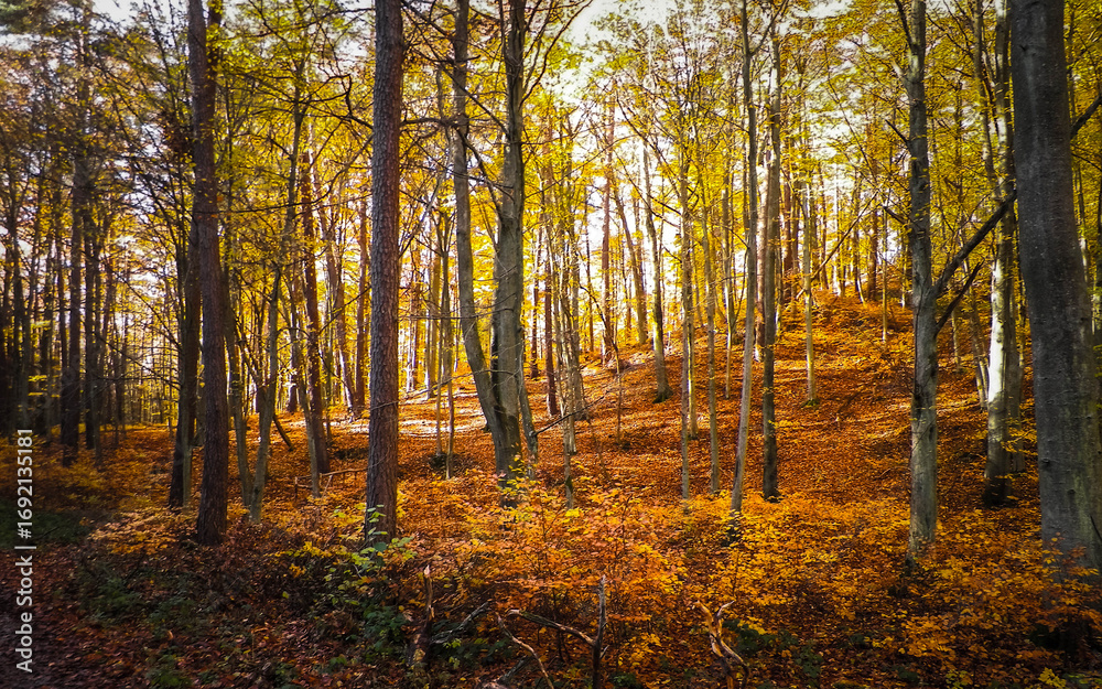 Obraz premium Autumn in forest. Beauty of nature