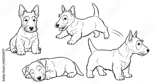 Four playful Scottish Terrier puppies in various poses, showcasing their adorable nature and energy