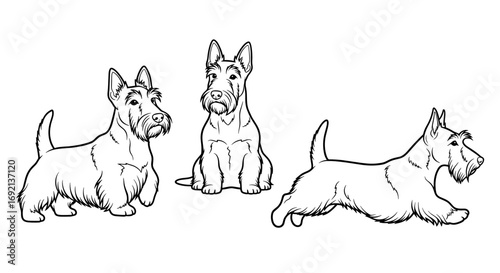 Three playful Scottish Terriers in different poses: sitting, standing, and jumping, showcasing their charming personality