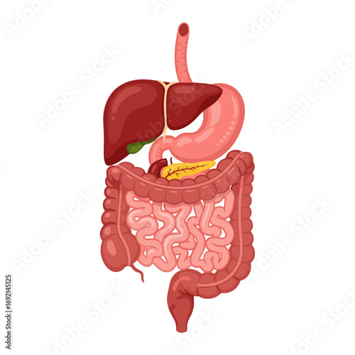 Detailed Illustration of the Human Digestive System with Major Organs for Medical and Educational Purposes