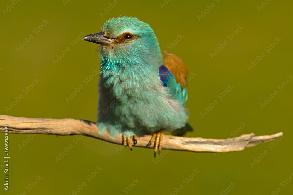 Obraz premium European roller at first light of sunrise on its breeding ground in spring