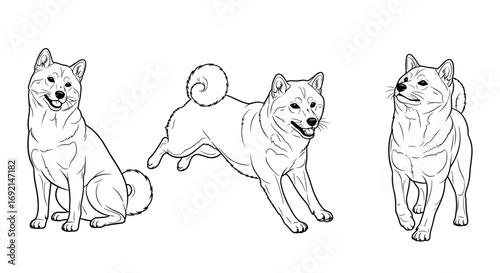 Three playful Shiba Inu dogs in different poses: sitting, jumping, and standing, showcasing their joyful and energetic nature