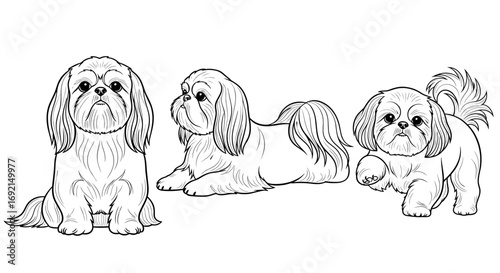 Three adorable Shih Tzu dogs in various poses: standing, lying down, and playfully walking