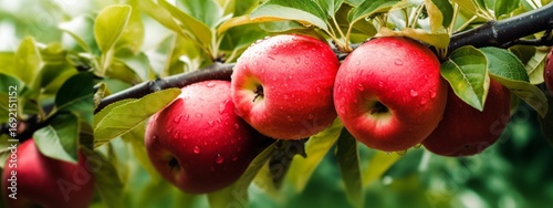 Red apples on apple fruit tree branches