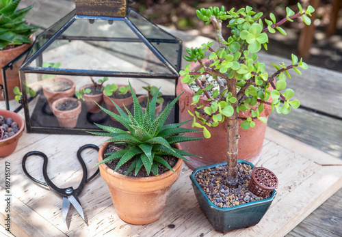 succulent plants  potted with little greenhouse background on wooden table