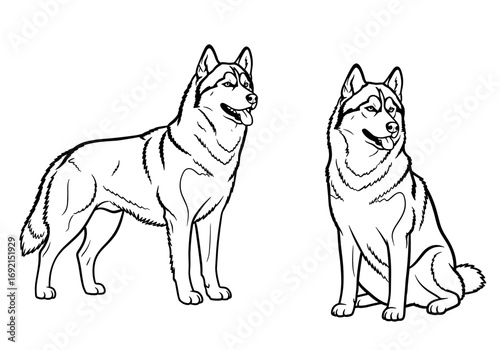 Two majestic Siberian Huskies standing and sitting with confidence against a plain background