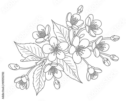 Elegant Cherry Blossom Illustration