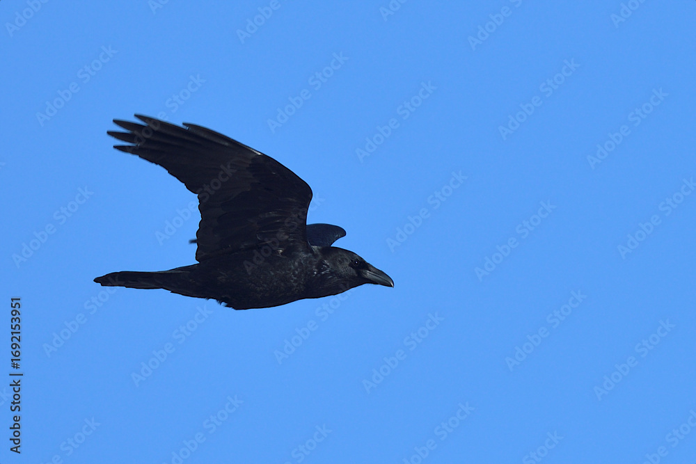 Fototapeta premium raven