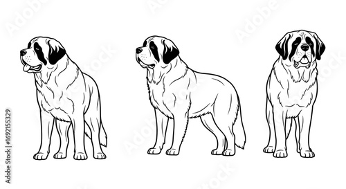Three views of a St. Bernard dog: side profile, standing, and front view