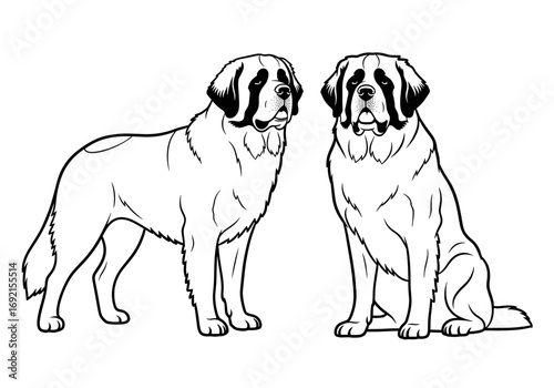 Two St. Bernard dogs: one standing and one sitting, showcasing breed characteristics