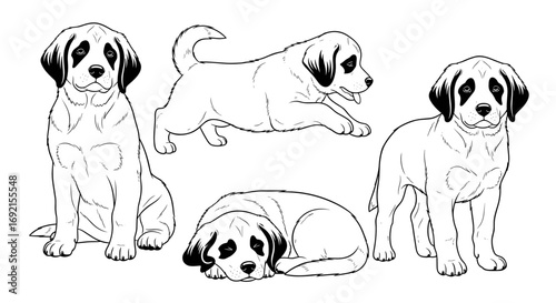 Four adorable Bernard puppies in different poses: sitting, jumping, standing, and lying down