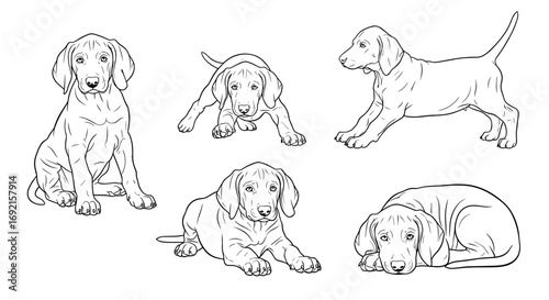 Five Weimaraner puppies in various poses: sitting, playing, standing, and sleeping