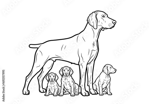Adult Weimaraner standing proudly with three playful puppies