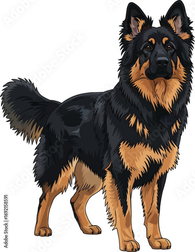 Bohemian Shepherd dog standing alert focused vector illustration