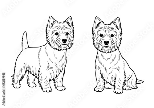 Two West Highland White Terriers showcasing breed characteristics: standing and sitting poses
