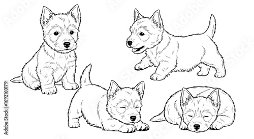 Four West Highland White Terrier puppies in different poses: sitting, playing, and sleeping