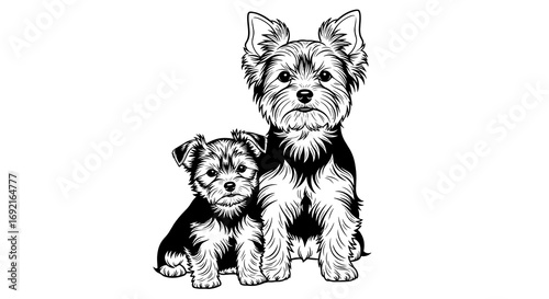 Two Yorkshire Terrier dogs, one puppy and one adult, sitting together 