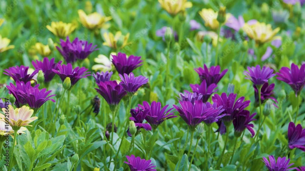 Close-Up of Purple and Yellow Flowers in Amsterdam Garden Close-Up of Purple and Yellow Flowers in Amsterdam Garden