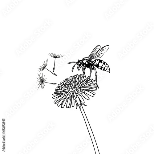 Minimalist wasp on dandelion flower with flying seeds, simple black and white nature illustration with delicate details