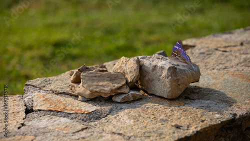 Papillon bleu et beige au reflets violets et changeant posé sur un muret de pierre sèches et chaudes en fin de journée en été.