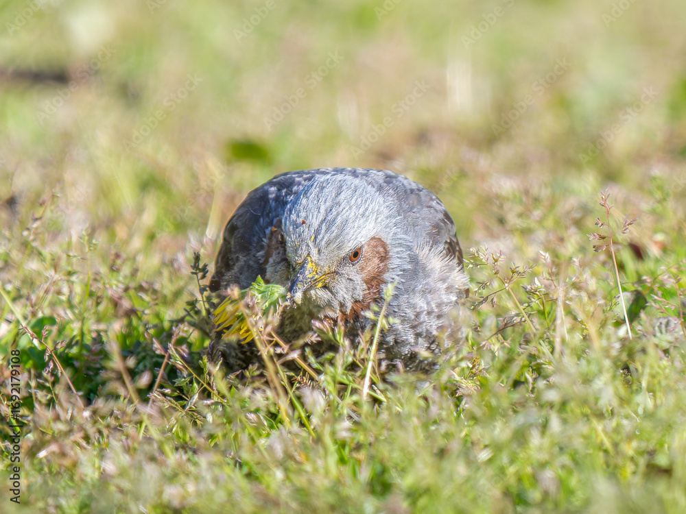 Obraz premium 地面を歩くヒヨドリ