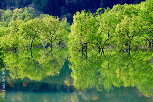 白川湖の水没林（山形県・飯豊町）