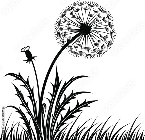 Dandelion Flower Vector with Round Seed Bloom vector, Puffball Dandelion Illustration, Multiple Seed Dandelion Vector, Airy Dandelion Floral vector Design