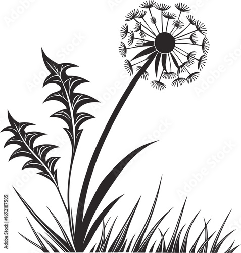 Dandelion Flower Vector with Round Seed Bloom vector, Puffball Dandelion Illustration, Multiple Seed Dandelion Vector, Airy Dandelion Floral vector Design