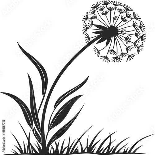 Dandelion Flower Vector with Round Seed Bloom vector, Puffball Dandelion Illustration, Multiple Seed Dandelion Vector, Airy Dandelion Floral vector Design