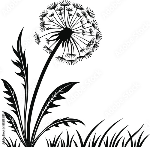 Dandelion Flower Vector with Round Seed Bloom vector, Puffball Dandelion Illustration, Multiple Seed Dandelion Vector, Airy Dandelion Floral vector Design