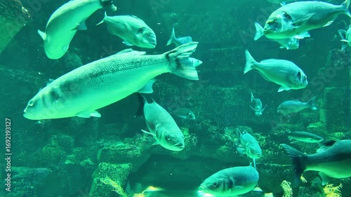 Variety of Gilt-head bream fish shoaling and schooling in aquarium tank among rocks and plants.