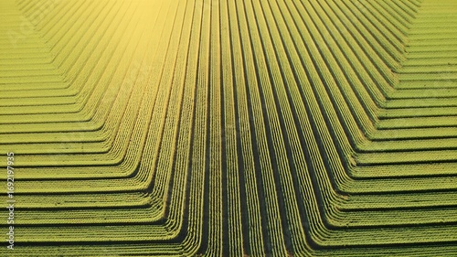 Towering corn stalks form an intricate labyrinth in a farm maze, viewed from a high aerial perspective during a vibrant sunset.