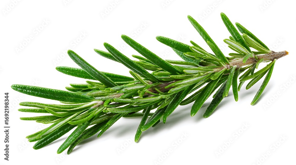 Fototapeta premium rosemary branch isolated.