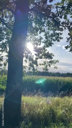 Forest and meadow evening time