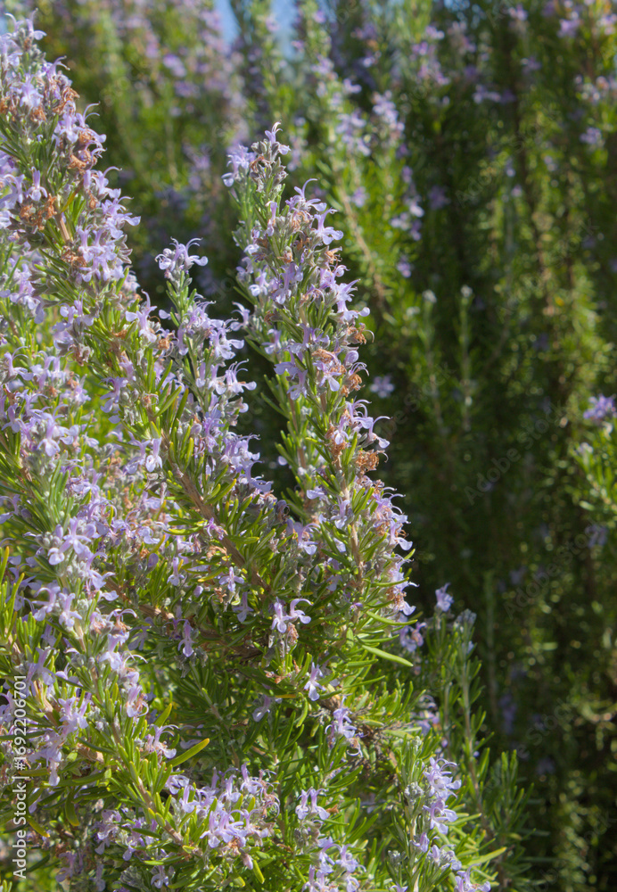 Obraz premium Rosemary plant bush in bloom