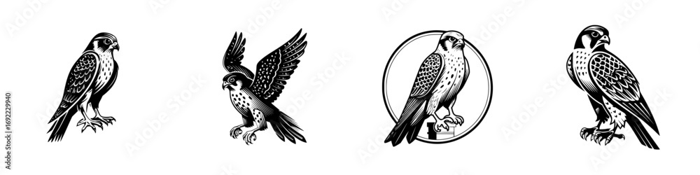 Fototapeta premium Set of four peregrine falcon icons in a black and white woodcut style showing different poses for logos or emblems
