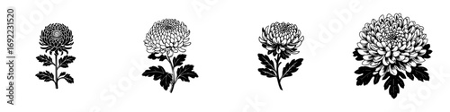 Four black and white chrysanthemum flowers with leaves and stems in a vintage woodcut engraving style isolated on a white background