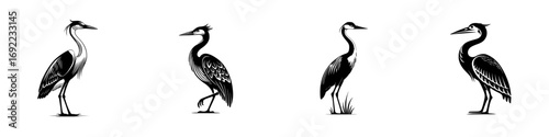 Set of four black and white heron bird icons in a graphic woodcut style isolated on a white background